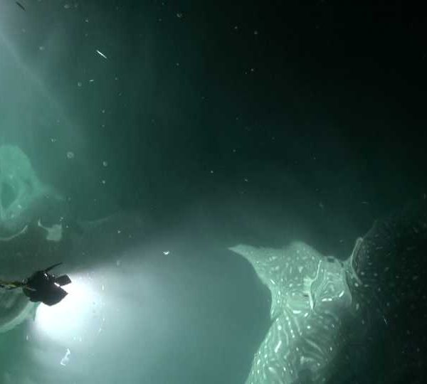 00037._2_requinbaleine_nuit 00037._2_requinbaleine_nuit