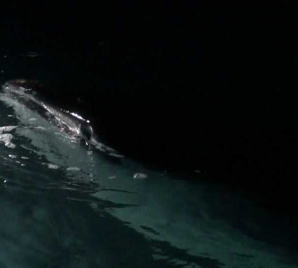 00074_Requin_baleine_nuit_avale_l’eau_sous_la_surface