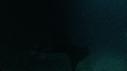 1307SM113 09 11 52 20 RAIE MANTA