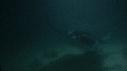 1307SM113 09 14 46 20 RAIE MANTA