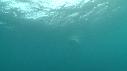 1401SM106 10 18 31 01 REQUIN BALEINE