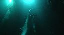 1401SM111 14 36 47 08 REQUIN BALEINE