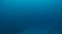 1403SM106 01 25 24 18 POISSON DIODON