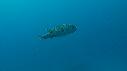 1403SM106 01 37 20 22 POISSON DIODON