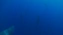 1403SM108 04 01 39 16 CACHALOT
