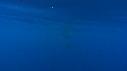 1403SM109 04 15 27 18 CACHALOT