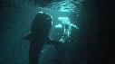 1405SM 00 09 06 18 REQUIN BALEINE