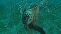 1406SM101 01 10 21 02 TORTUE