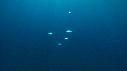 1406SM103 01 36 16 04 BULLE
