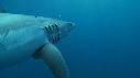 1406SM103 01 45 43 01 REQUIN