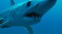 1406SM103 01 47 57 07 REQUIN