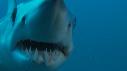 1406SM103 01 50 25 12 REQUIN