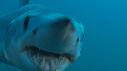 1406SM103 01 51 00 14 REQUIN