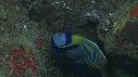 1410SM2102 01 22 21 24 POISSON ANGE