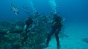 1410SM2107 02 33 01 06 POISSON BAGNARD PLONGEUR