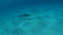 1502SM101 01 40 13 13 REQUIN
