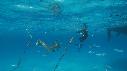 1502SM101 01 44 13 13 REQUIN PLONGEUR APNEISTE