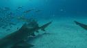 1502SM101 01 49 44 00 REQUIN