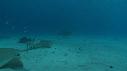 1502SM101 01 51 12 14 REQUIN