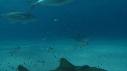 1502SM101 01 52 30 10 REQUIN