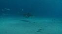 1502SM101 01 53 02 17 REQUIN