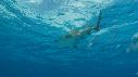 1502SM102 02 09 07 00 REQUIN