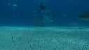 1502SM103 02 36 29 09 REQUIN