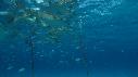 1502SM103 02 43 53 23 REQUIN