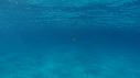 1502SM103 03 06 21 10 REQUIN PLONGEUR APNEISTE