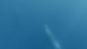1503SM102 01 40 28 09 CACHALOT