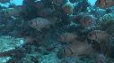 1503SM107 02 54 04 24 POISSON ECUREUIL CORAIL
