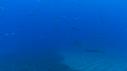 1509SM104 03 01 50 22 PLONGEUR BARRACUDA