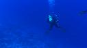 1510SM101 06 01 08 14 REQUIN PLONGEUR THON