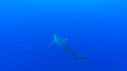 1510SM102 06 23 28 10 REQUIN