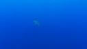 1510SM102 06 39 50 12 REQUIN