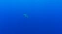 1510SM102 06 39 50 12 REQUIN