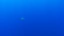 1510SM102 06 41 27 02 REQUIN