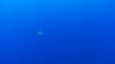 1510SM102 06 41 27 02 REQUIN