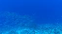 1510SM104 07 37 40 00 PLONGEUR POISSON PERCHE