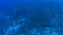 1510SM106 08 11 56 19 POISSON PERCHE