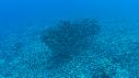 1510SM106 08 20 25 13 POISSON PERCHE