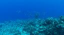1510SM107 08 27 29 14 POISSON PERCHE CORAIL