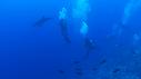 1510SM110 09 26 34 08 PLONGEUR DAUPHIN