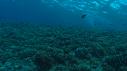 1510SM111 10 08 10 09 POISSON CARANGUE