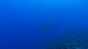 1510SM112 10 24 26 21 REQUIN