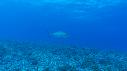 1510SM112 10 29 34 01 REQUIN