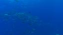 1510SM112 10 45 19 03 POISSON CARANGUE