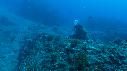 1510SM113 11 27 56 10 POISSON PERCHE
