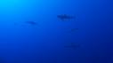 1510SM114 12 18 01 08 REQUIN