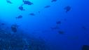 1510SM114 12 20 01 19 REQUIN POISSON THON